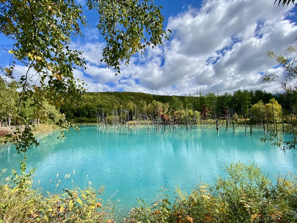 青い池の写真（北海道上川郡美瑛町）